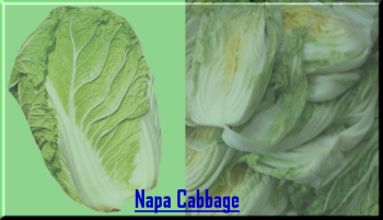 Napa Cabbage